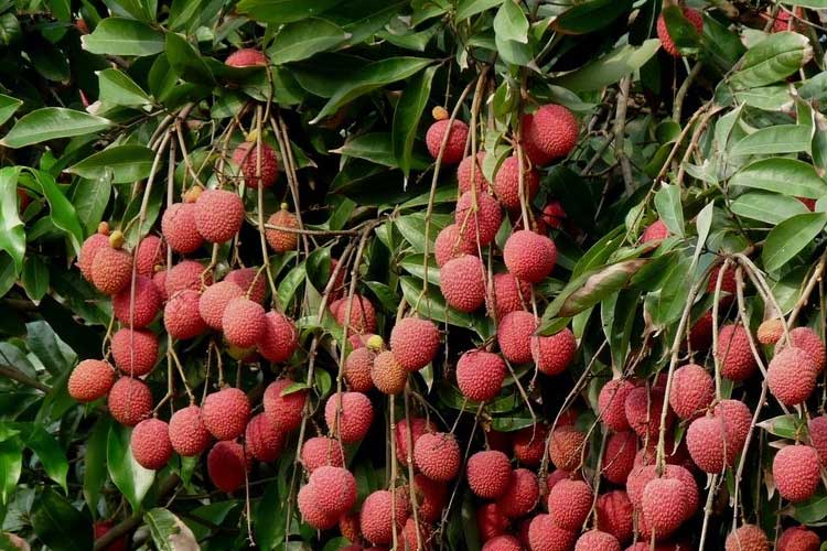 如何選擇荔枝烘干機改善荔枝干果?