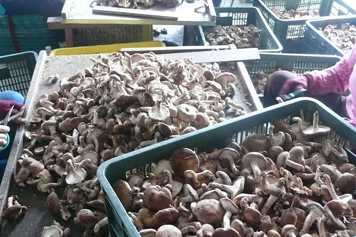 香菇烘干機專注蘑菇低成本智能烘干!_重復(fù)