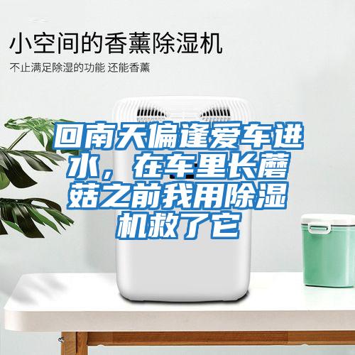 回南天偏逢愛(ài)車進(jìn)水，在車?yán)镩L(zhǎng)蘑菇之前我用除濕機(jī)救了它